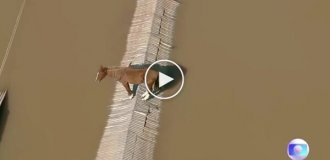 В Бразилии лошадь, спасаясь от наводнения, забралась на крышу