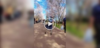 У Китаї роботи теж милуються цвітінням вишні: металева танцівниця танцювала серед дерев