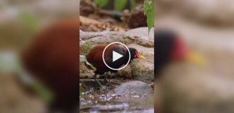 Чудеса маскировки: Как якана прячет своих птенцов