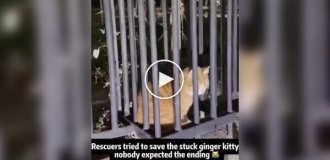 Спасательная операция с рыжим котом пошла не по плану