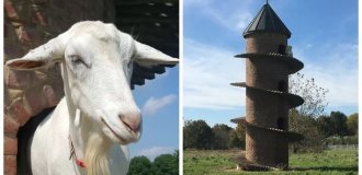 Тайная башня козьей радости в Иллинойсе (13 фото + 1 видео)