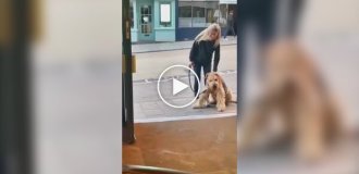 В Англии пес отказался продолжить прогулку, пока не зайдет в паб
