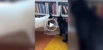 Як мишеня стало вихованцем дівчини