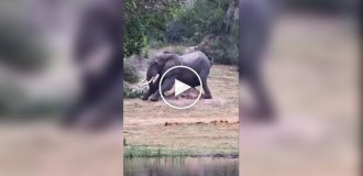 Факт про слони, який ви віддали б перевагу не знати