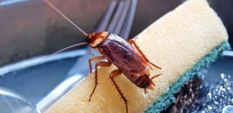 5 affordable and eco-friendly ways to get rid of cockroaches (6 photos)