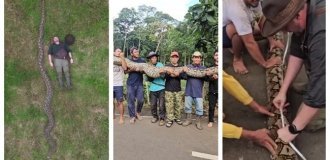 Самка пітона з Індонезії стала найдовшою змією у світі (2 фото + 1 відео)