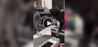 Офисная котовасия