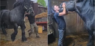 Огромный Першерон впечатляет размерами (1 фото + 3 видео)