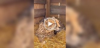 A female cheetah called a male over because she was lonely