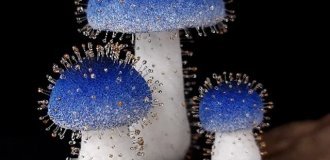 Крошечный гриб из Тайваня: найден вид высотой всего 1 мм (7 фото)