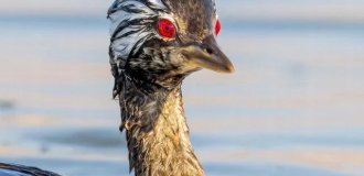 У Південній Америці виявили птаха з очима демона (5 фото)