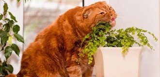 Top 10 Poisonous Plants for Pets (11 photos)