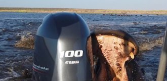 In Namibia, a hippopotamus attacked a boat with tourists (4 photos + 1 video)