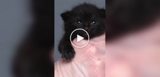 How did a kitten's eye color change?