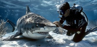 "Тигровая акула Эмма — моя лучшая подруга": больше 20 лет дружат человек и морской хищник (6 фото + 1 видео)