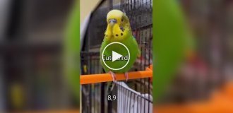 Разговорчивый попугай попал в Книгу рекордов Гиннесса
