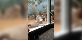 Маленька радість лева