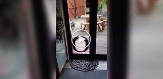 Некоторые собаки те еще разрушители