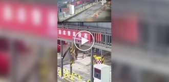 Слон распугал китайских пограничников