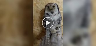 An Owl Loves Head Scratching