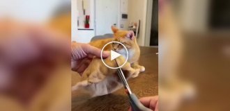 Что делать с шерстью своего питомца