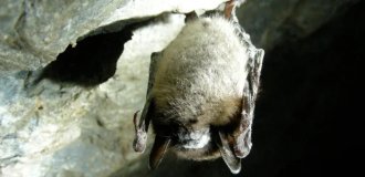 A family contracted a deadly disease after searching for bats in a cave (4 photos)