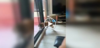 A cat's unsuccessful walk in rainy weather