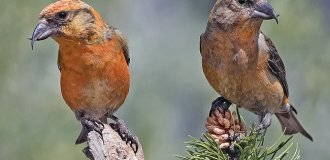 Клёст: как меняется птица, если ест только шишки? (11 фото)