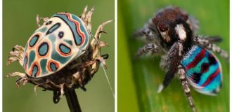 12 потрясающих  насекомых и паукообразных нестандартного цвета, при виде  которых захочется завести себе жука (13 фото)