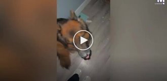 Немецкая овчарка оставила на двери и полу «боевые отметины» ради кровати