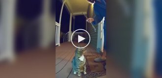 Ночные выступления нейрокота