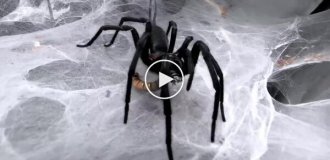 Кормление паука