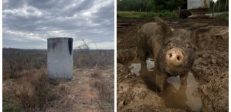 A slightly absurd, but symbolic monument to a pig and national unity (8 photos)