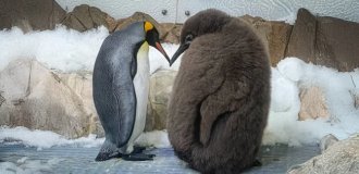 A large penguin became famous on the Internet (2 photos + 1 video)