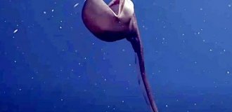 Eerie, toothy, little-studied and elusive: where a strange creature that looks like an underwater mine hunts (3 photos)