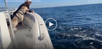 A dog's encounter with whales