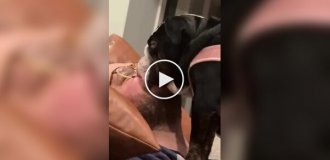 “I'll sleep here”: a dog fell asleep standing on its owner