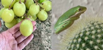 30 фото из реальной жизни, которые удивляют без спецэффектов (29 фото)