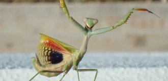 Обыкновенный богомол: почему он лучший среди всех остальных богомолов? (10 фото)