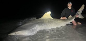 Рибалка несподівано впіймав майже чотириметрову акулу (2 фото + 1 відео)