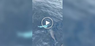 A rare white dolphin was filmed in the waters of Taiwan