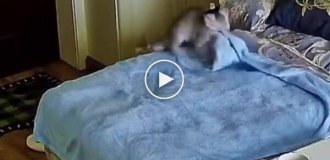 Котик старательно делает себе лежанку из пледа