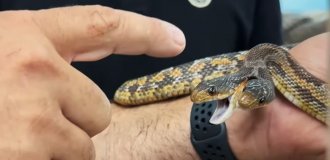 У них разные характеры: мужчина нашёл змею, которая кусает сразу двумя головами (2 фото + 1 видео)