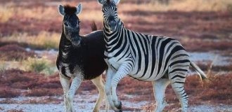 Zebras in Africa have "broke down"! Why are zebras born without stripes more and more often? (10 photos)