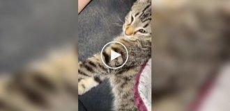 Кошки и автоматическая кормушка