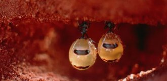 Медовые муравьи: их тела — бочки с сахаром (7 фото)