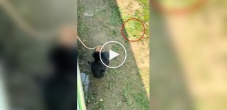 В Китае шимпанзе вернула посетителям упавшие очки