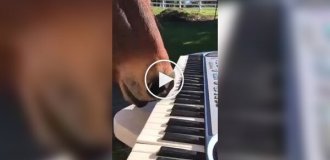 Игривая лошадка играет на пианино