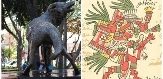 Величні койоти Мексики та легенди про бешкетного бога (9 фото)