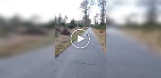 В Нидерландах волк преследовал туристов во время прогулки